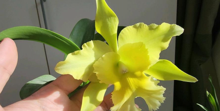 加拿大绿卡养花