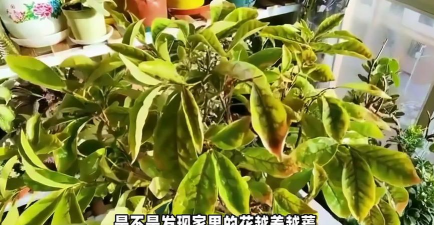 家庭养花用生根粉