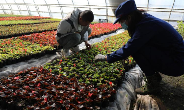 家庭养花用生根粉