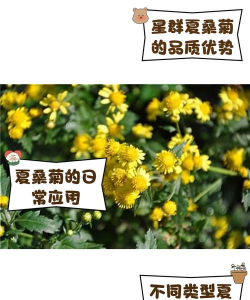 日本养花药夏季