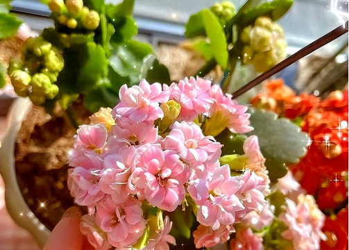 家庭养花用生根粉