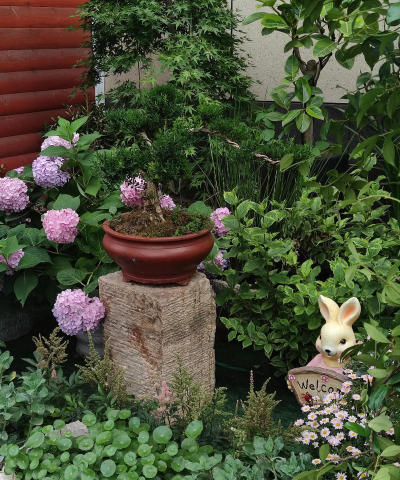 家庭养花用生根粉