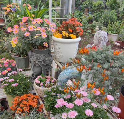 家庭养花用生根粉