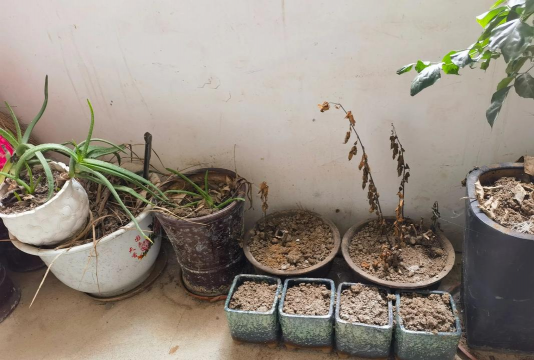 家庭养花用生根粉