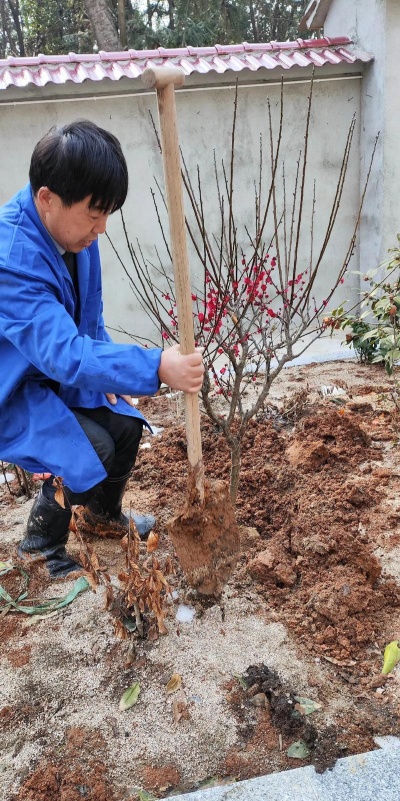 种地植树养花好吗