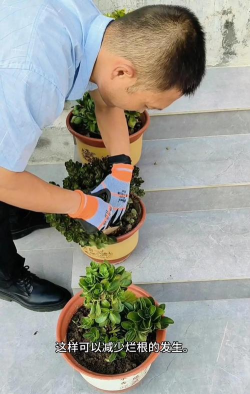 家庭养花用生根粉