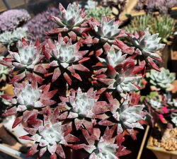 瑞雪杯子养花好吗