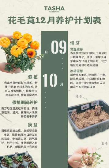 家庭养花用生根粉