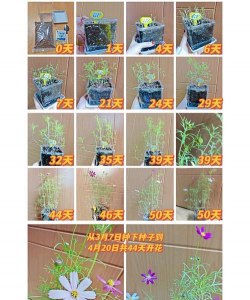 家庭养花用生根粉