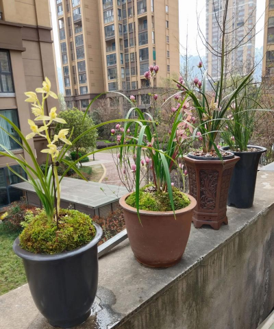 家庭养花用生根粉