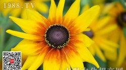 黑心菊花叶病的防治方法