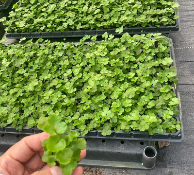 绿云蕨如何繁殖