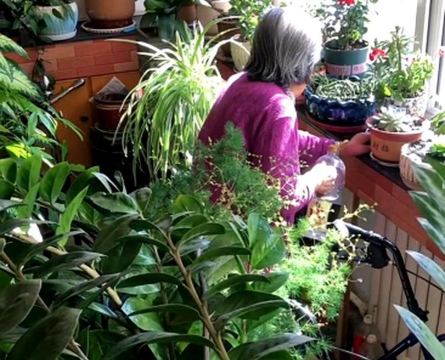 家庭养花用生根粉