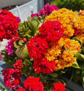 家庭养花用生根粉