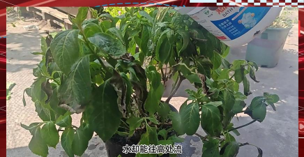 家庭养花用生根粉