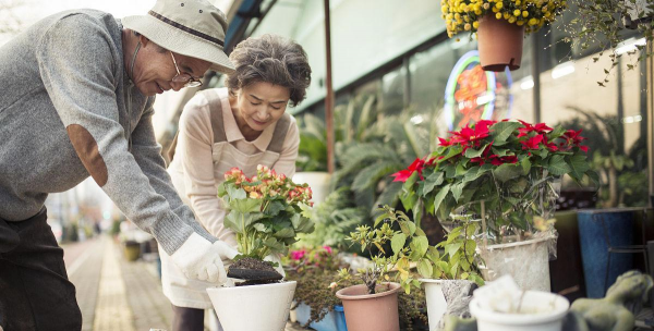 家庭养花用生根粉