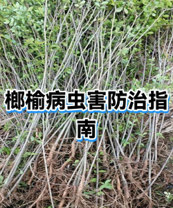 榔榆病害防治
