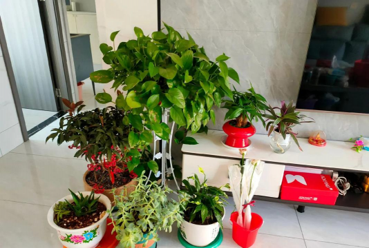 家庭养花用生根粉