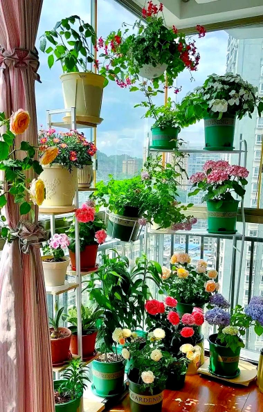 家庭养花用生根粉