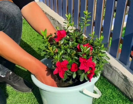 家庭养花用生根粉