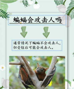 百合蝙蝠露尾甲防治方法