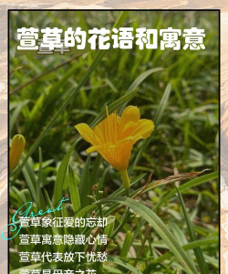 萱草有什么花语