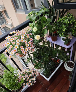 空调屋里能养花 空调屋里能养花