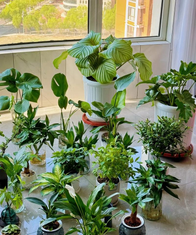 家庭养花用生根粉