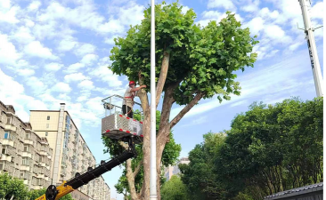 法桐的修剪造型