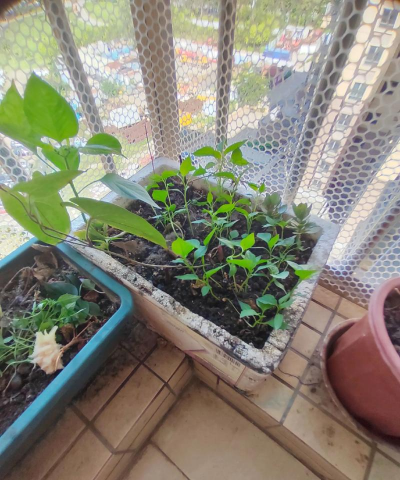 家庭养花用生根粉