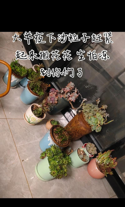 家庭养花用生根粉