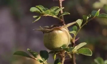 硕苞蔷薇如何辨别