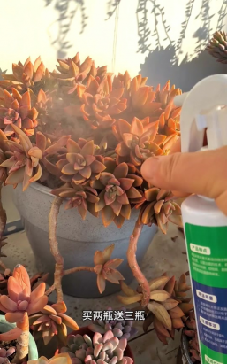 家庭养花用生根粉