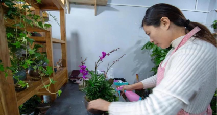 家庭养花用生根粉