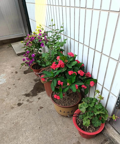 家庭养花用生根粉