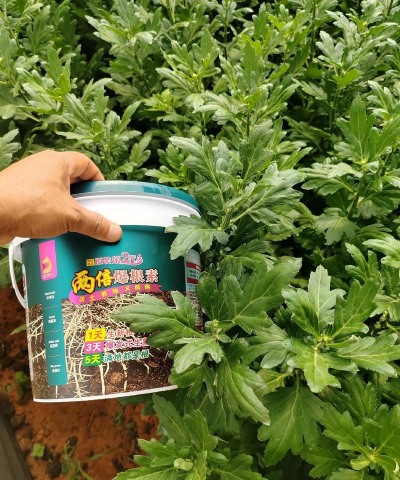 家庭养花用生根粉