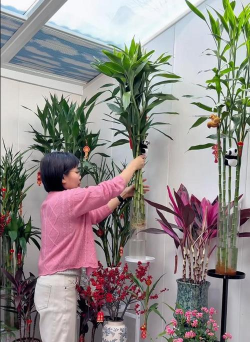 家庭养花用生根粉