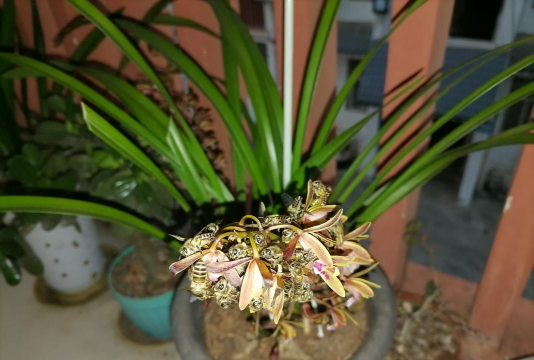 家庭养花用生根粉