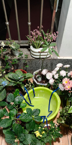 家庭养花用生根粉