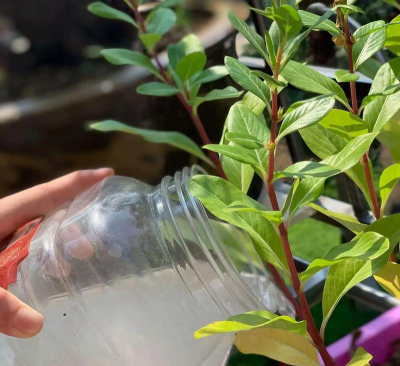 家庭养花用生根粉