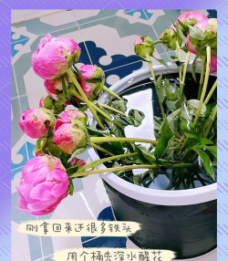 家庭养花用生根粉