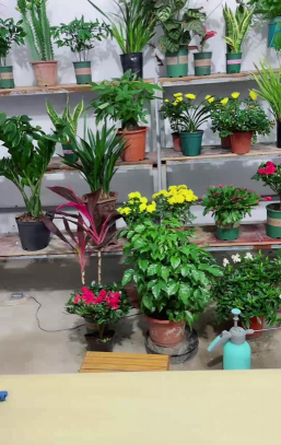 家庭养花用生根粉