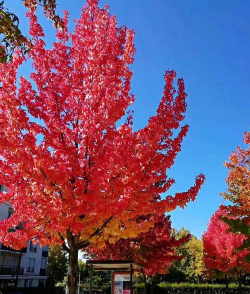 枫香花什么颜色