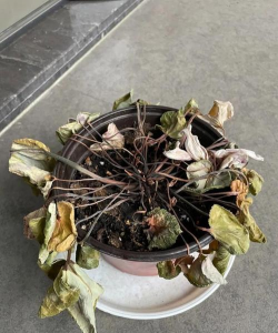 家庭养花用生根粉