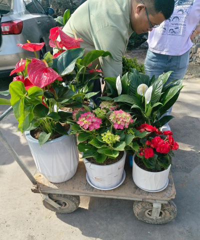 家庭养花用生根粉