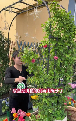 家庭养花用生根粉