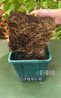 家庭养花用生根粉