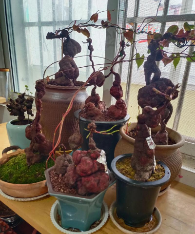 家庭养花用生根粉