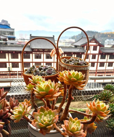 家庭养花用生根粉