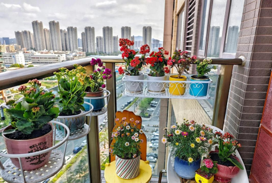 家庭养花用生根粉